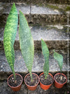 Sansevieria masoniana Mason's Congo, organically grown succulent plants for sale at TOMs FLOWer CLUB.