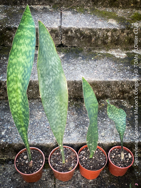 Sansevieria masoniana Mason's Congo, organically grown succulent plants for sale at TOMs FLOWer CLUB.
