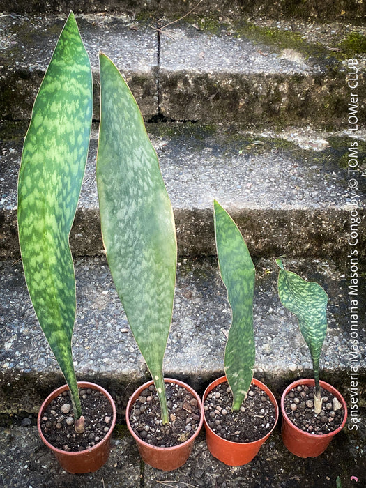 Sansevieria masoniana Mason's Congo, organically grown succulent plants for sale at TOMs FLOWer CLUB.