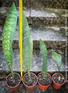 Sansevieria masoniana Mason's Congo, organically grown succulent plants for sale at TOMs FLOWer CLUB.