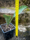 Sansevieria masoniana Mason's Congo, organically grown succulent plants for sale at TOMs FLOWer CLUB.