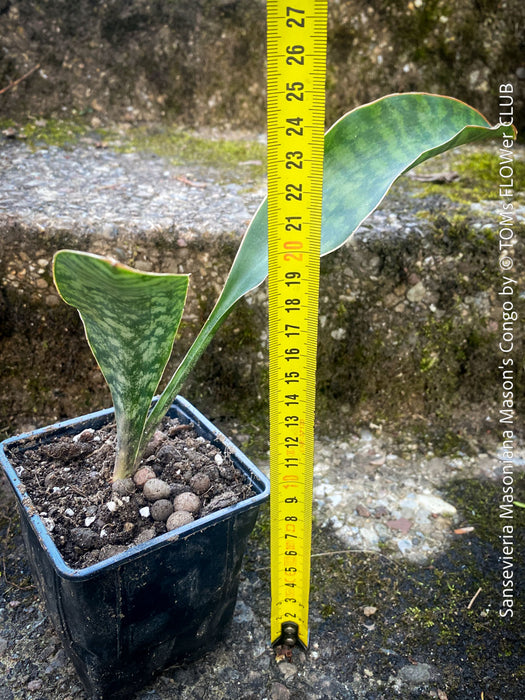 Sansevieria masoniana Mason's Congo, organically grown succulent plants for sale at TOMs FLOWer CLUB.
