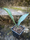 Sansevieria masoniana Mason's Congo, organically grown succulent plants for sale at TOMs FLOWer CLUB.