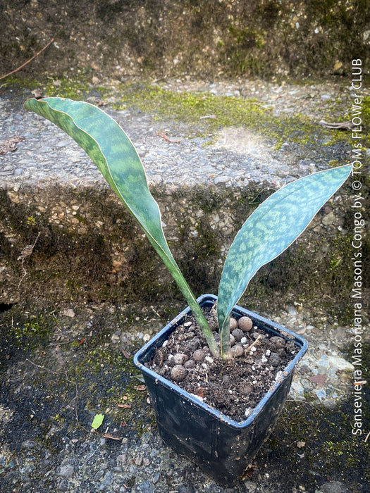 Sansevieria masoniana Mason's Congo, organically grown succulent plants for sale at TOMs FLOWer CLUB.