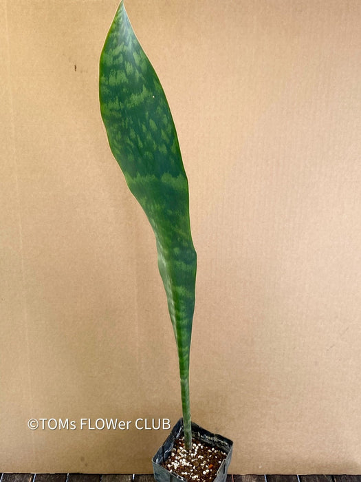 Sansevieria masoniana Mason's Congo, organically grown succulent plants for sale at TOMs FLOWer CLUB.