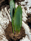 Sansevieria masoniana Mason's Congo, organically grown succulent plants for sale at TOMs FLOWer CLUB.