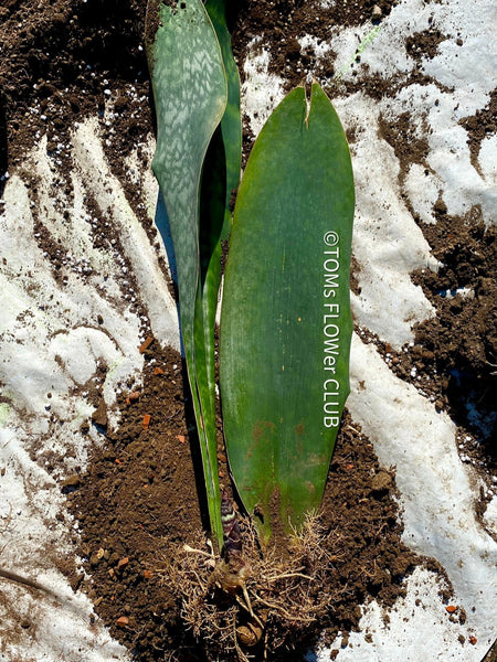 Sansevieria masoniana Mason's Congo, organically grown succulent plants for sale at TOMs FLOWer CLUB.