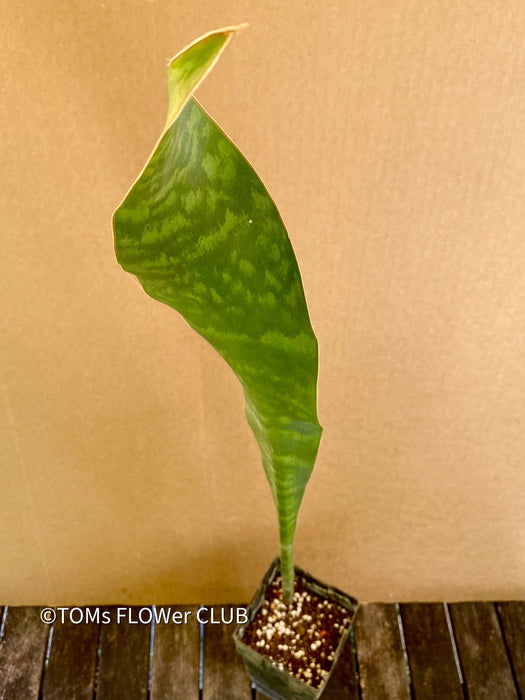 Sansevieria masoniana Mason's Congo, organically grown succulent plants for sale at TOMs FLOWer CLUB.