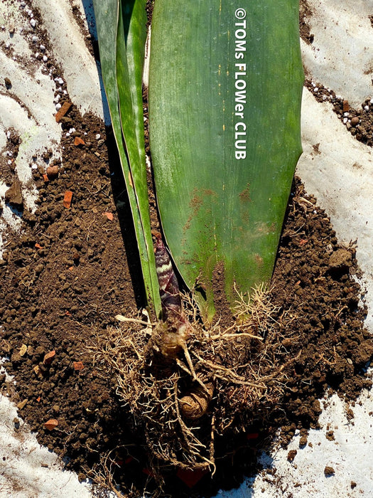king congo snake plant Sansevieria Masoniana Mason's Congo | organically grown succulent plants