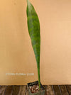 Sansevieria masoniana Mason's Congo, organically grown succulent plants for sale at TOMs FLOWer CLUB.