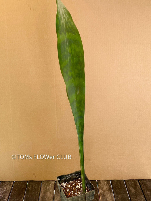 Sansevieria masoniana Mason's Congo, organically grown succulent plants for sale at TOMs FLOWer CLUB.