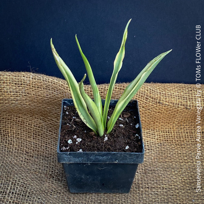 sansevieria parva lancet white Sansevieria Parva Aurea Variegata | organically grown succulent plants