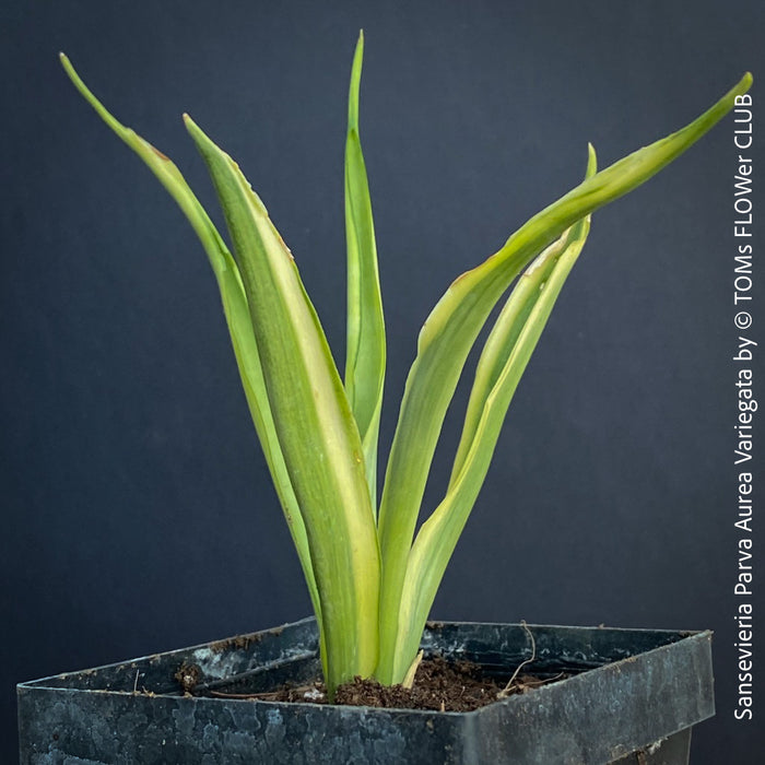 Sansevieria Parva Aurea Variegata, snake plant, Schiegermutterzunge, organically grown plants for sale at TOMs FLOWer CLUB.