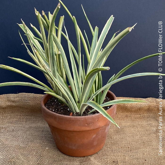 Sansevieria Parva Aurea Variegata, snake plant, Schiegermutterzunge, organically grown plants for sale at TOMs FLOWer CLUB.