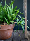 Sansevieria Parva, snake plant, dwarf sansevieria, Schwiegermutterzunge, organically grown succulent plants for sale at TOMs FLOWer CLUB.