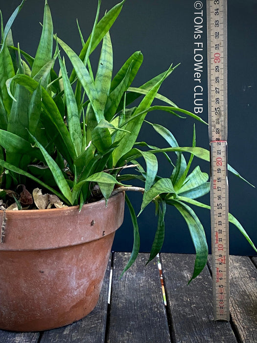 Sansevieria Parva, snake plant, dwarf sansevieria, Schwiegermutterzunge, organically grown succulent plants for sale at TOMs FLOWer CLUB.