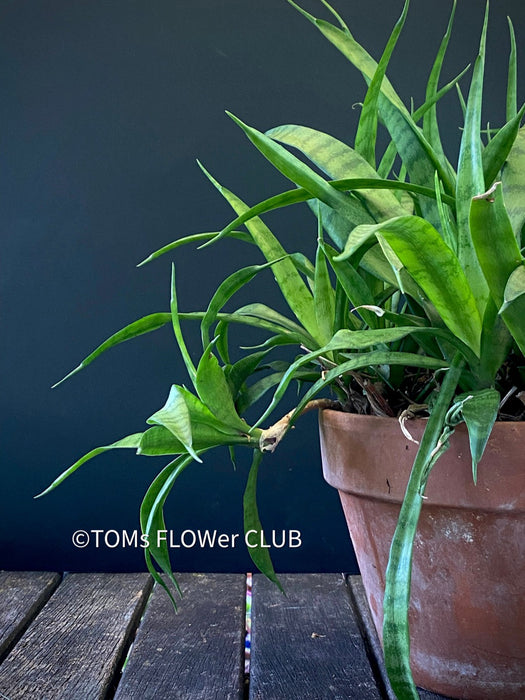 Sansevieria Parva, snake plant, dwarf sansevieria, Schwiegermutterzunge, organically grown succulent plants for sale at TOMs FLOWer CLUB.