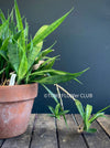 Sansevieria Parva, snake plant, dwarf sansevieria, Schwiegermutterzunge, organically grown succulent plants for sale at TOMs FLOWer CLUB.