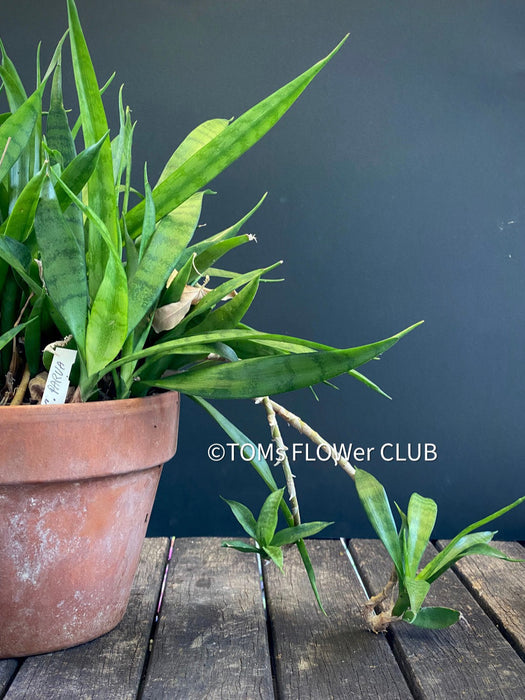 Sansevieria Parva, snake plant, dwarf sansevieria, Schwiegermutterzunge, organically grown succulent plants for sale at TOMs FLOWer CLUB.