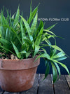 Sansevieria Parva, snake plant, dwarf sansevieria, Schwiegermutterzunge, organically grown succulent plants for sale at TOMs FLOWer CLUB.