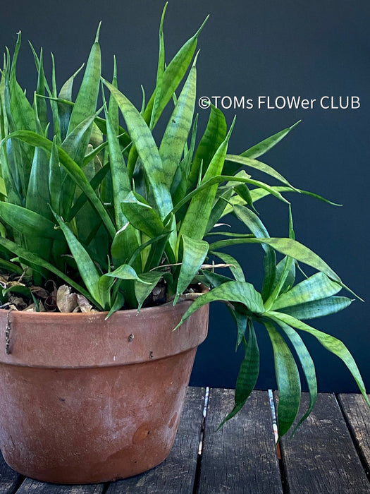 Sansevieria Parva, snake plant, dwarf sansevieria, Schwiegermutterzunge, organically grown succulent plants for sale at TOMs FLOWer CLUB.