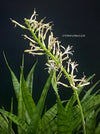 Sansevieria Parva, snake plant, dwarf sansevieria, Schwiegermutterzunge, organically grown succulent plants for sale at TOMs FLOWer CLUB.