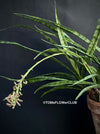 Sansevieria Parva, snake plant, dwarf sansevieria, Schwiegermutterzunge, organically grown succulent plants for sale at TOMs FLOWer CLUB.