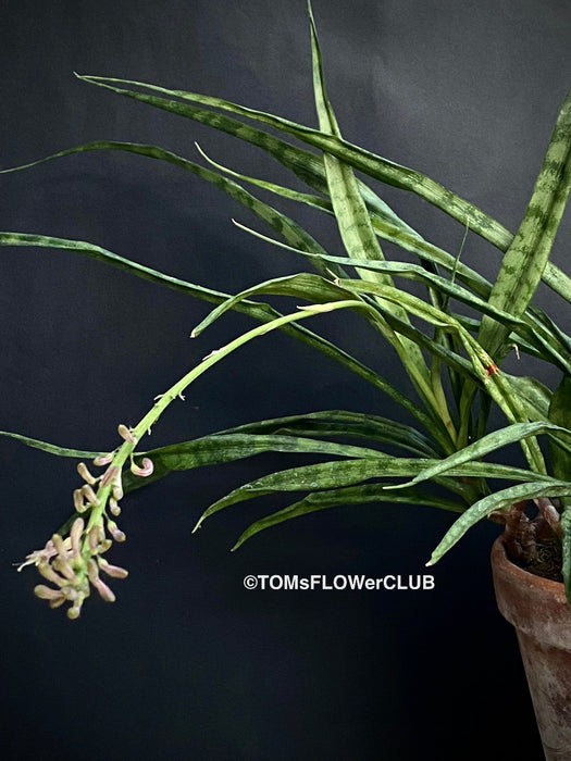 Sansevieria Parva, snake plant, dwarf sansevieria, Schwiegermutterzunge, organically grown succulent plants for sale at TOMs FLOWer CLUB.