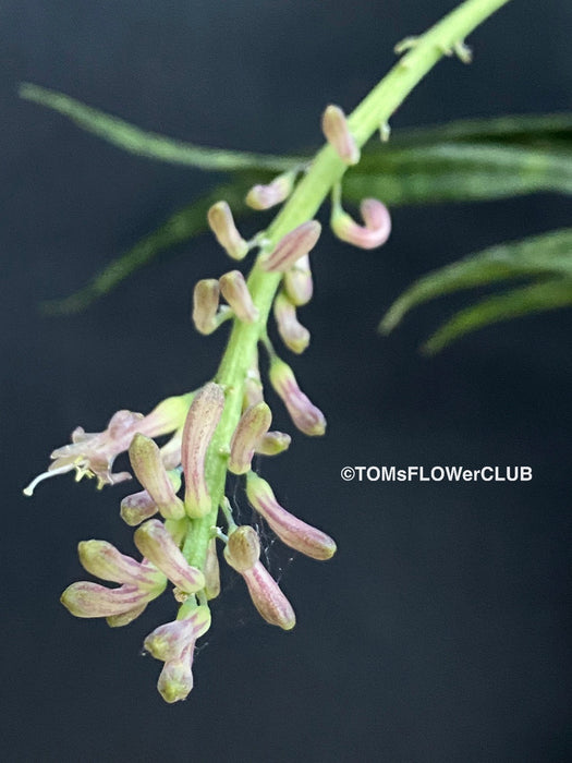 Sansevieria Parva, snake plant, dwarf sansevieria, Schwiegermutterzunge, organically grown succulent plants for sale at TOMs FLOWer CLUB.