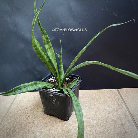 Sansevieria Parva, snake plant, dwarf sansevieria, Schwiegermutterzunge, organically grown succulent plants for sale at TOMs FLOWer CLUB.