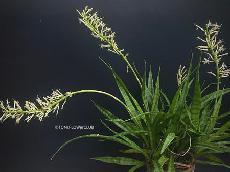 Sansevieria Parva, snake plant, dwarf sansevieria, Schwiegermutterzunge, organically grown succulent plants for sale at TOMs FLOWer CLUB.