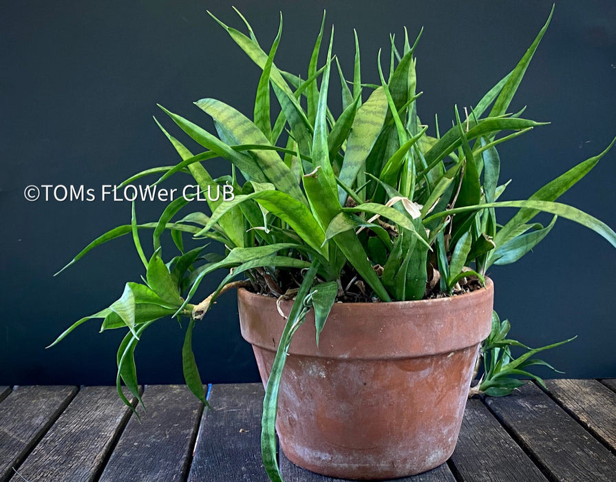 Sansevieria Parva, snake plant, dwarf sansevieria, Schwiegermutterzunge, organically grown succulent plants for sale at TOMs FLOWer CLUB.