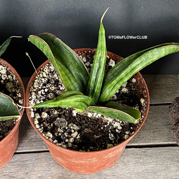 Sansevieria Patens, organically grown succulent plants for sale at TOMs FLOWer CLUB.