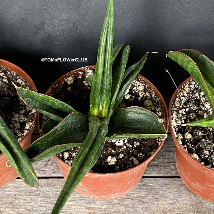 Sansevieria Patens, organically grown succulent plants for sale at TOMs FLOWer CLUB.