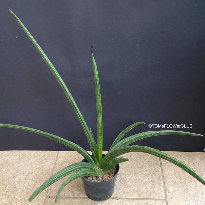 Seeds of Sansevieria Patens, organically grown succulent plants for sale at TOMs FLOWer CLUB.