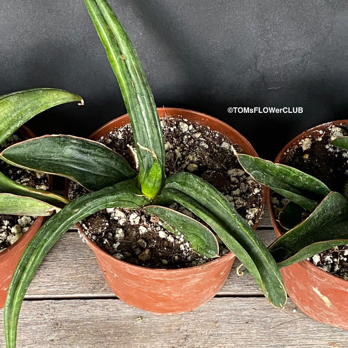 Sansevieria Patens, organically grown succulent plants for sale at TOMs FLOWer CLUB.