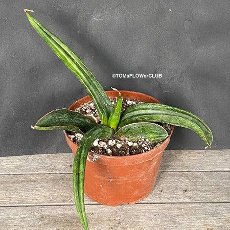 Sansevieria Patens, organically grown succulent plants for sale at TOMs FLOWer CLUB.