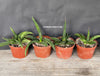 Sansevieria Patens, organically grown succulent plants for sale at TOMs FLOWer CLUB.