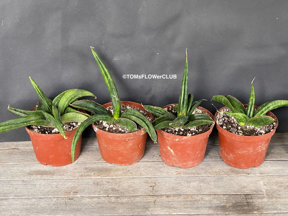 Sansevieria Patens, organically grown succulent plants for sale at TOMs FLOWer CLUB.