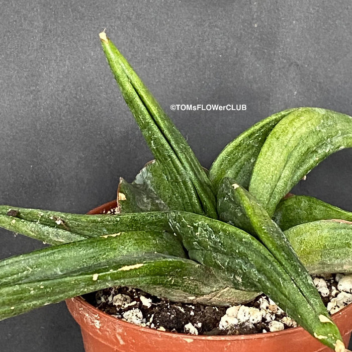 Sansevieria Patens, organically grown succulent plants for sale at TOMs FLOWer CLUB.