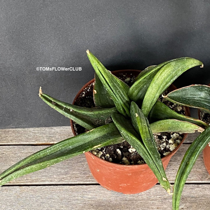 patens snake plant Sansevieria Patens | organically grown succulent plants