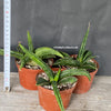 Sansevieria Patens, organically grown succulent plants for sale at TOMs FLOWer CLUB.