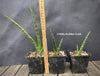 Sansevieria Phillipsiae, organically grown succulent plants for sale at TOMs FLOWer CLUB.