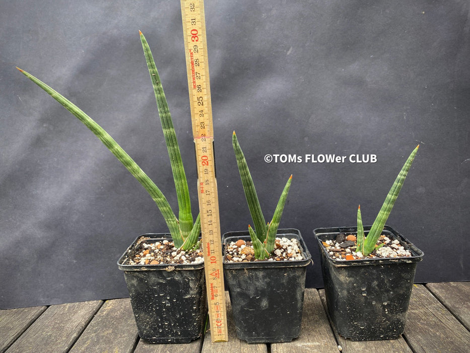 Sansevieria Phillipsiae, organically grown succulent plants for sale at TOMs FLOWer CLUB.