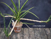 Sansevieria Phillipsiae, organically grown succulent plants for sale at TOMs FLOWer CLUB.