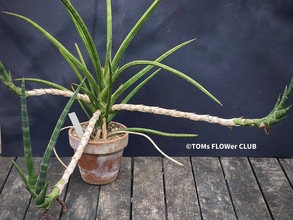 Sansevieria Phillipsiae, organically grown succulent plants for sale at TOMs FLOWer CLUB.