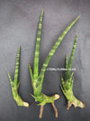 Sansevieria Phillipsiae, organically grown succulent plants for sale at TOMs FLOWer CLUB.