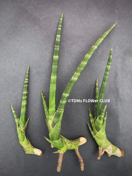 Sansevieria Phillipsiae, organically grown succulent plants for sale at TOMs FLOWer CLUB.