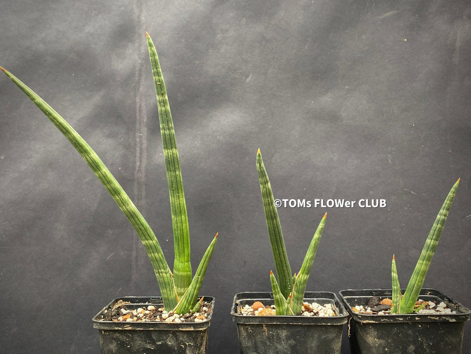 Sansevieria Phillipsiae, organically grown succulent plants for sale at TOMs FLOWer CLUB.