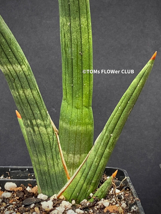 Sansevieria Phillipsiae, organically grown succulent plants for sale at TOMs FLOWer CLUB.